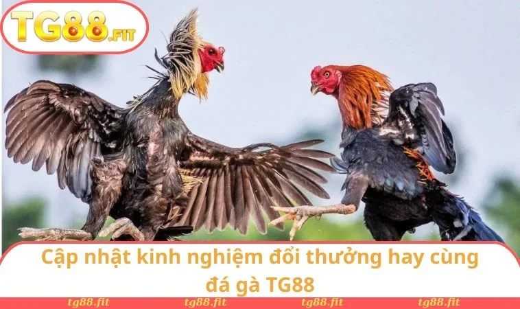 Cập nhật kinh nghiệm đổi thưởng hay cùng đá gà TG88